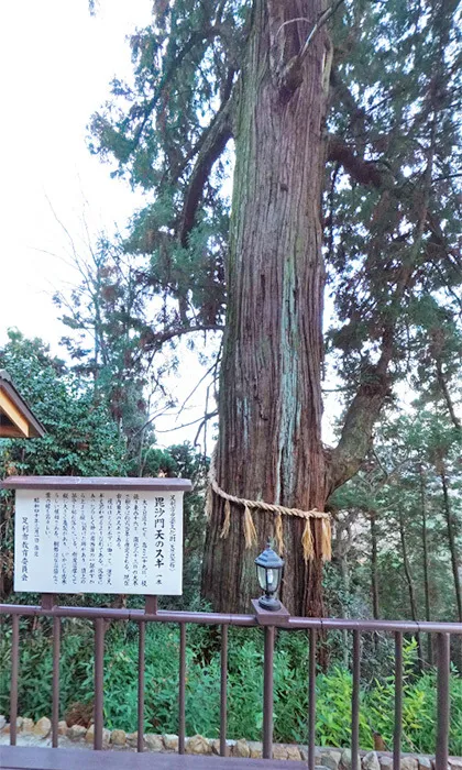 大岩山毘沙門天 御神木