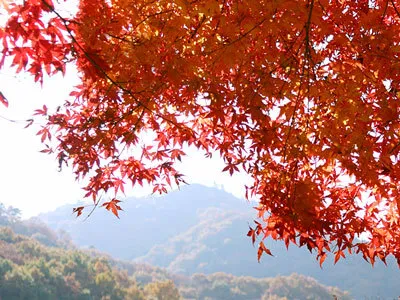 栃木県足利市の大岩山の紅葉