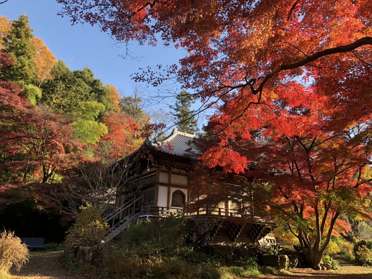 最勝寺本坊の紅葉の様子です。