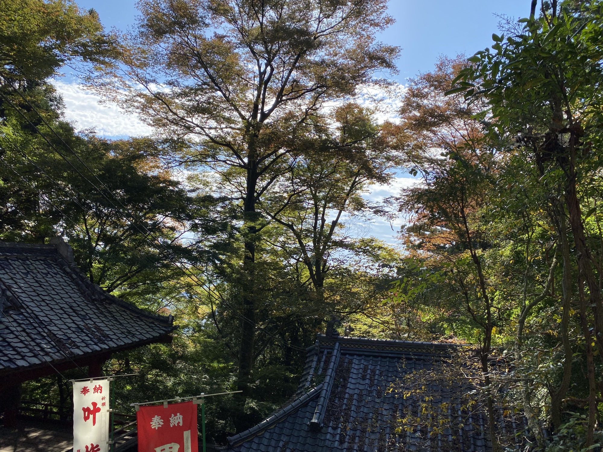 大岩山毘沙門天の木々。鐘楼と山門の屋根