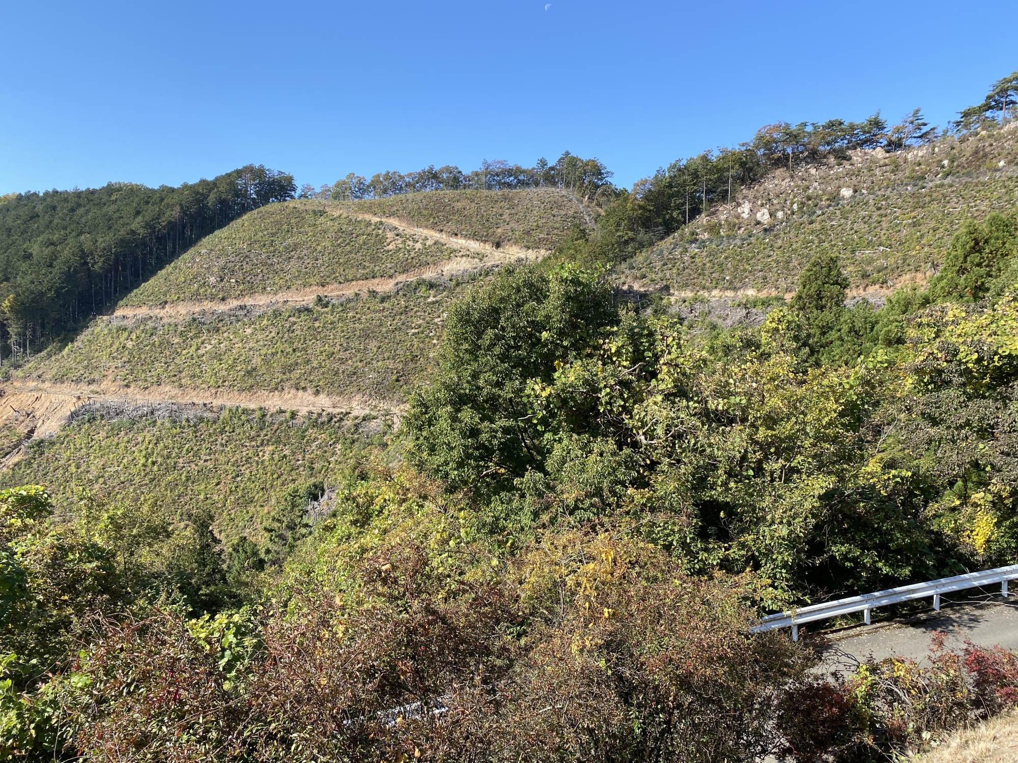 大岩山毘沙門天の西公園から植林斜面の眺め