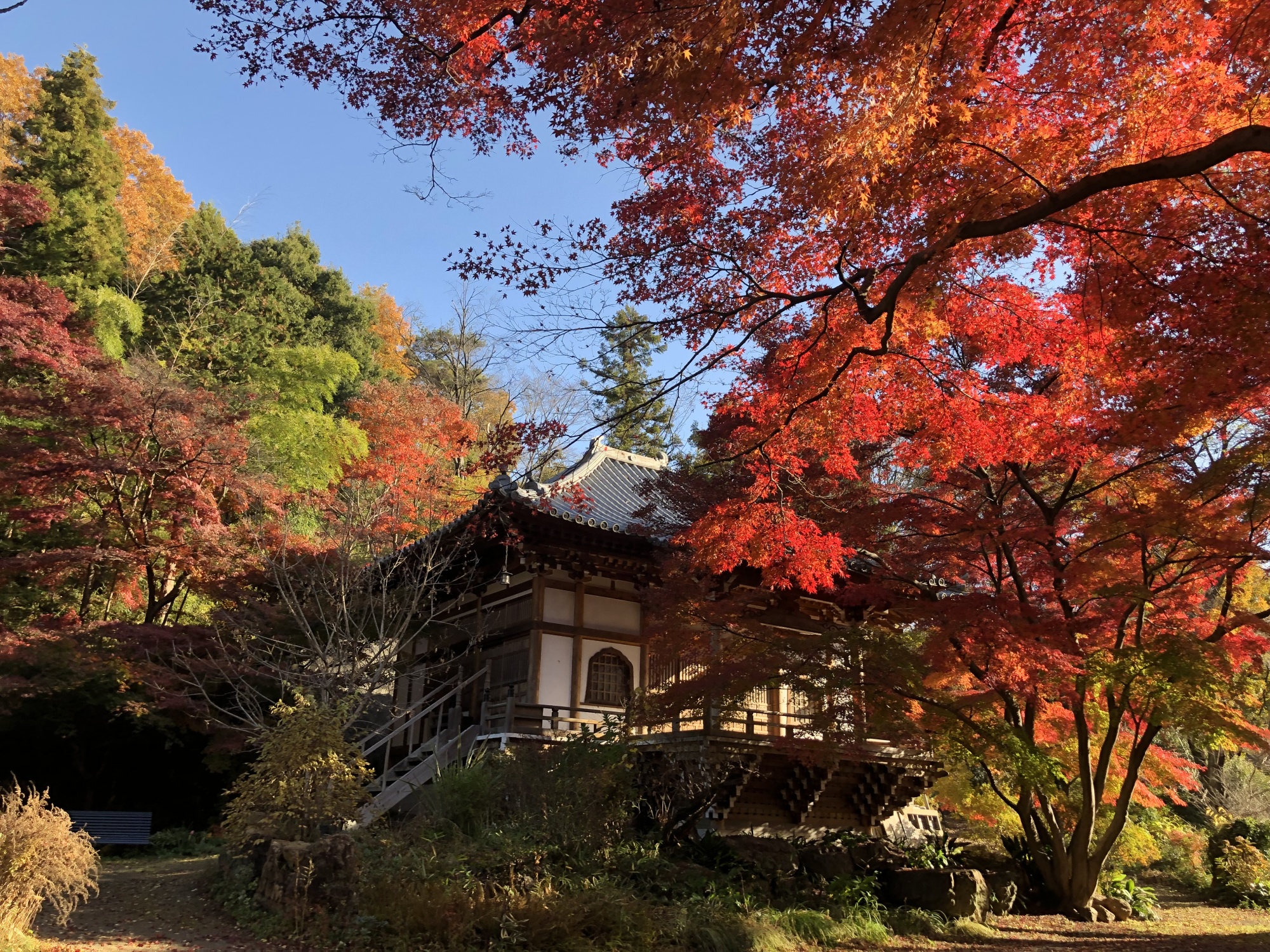 大岩山多聞院最勝寺本坊の本堂の秋の紅葉写真