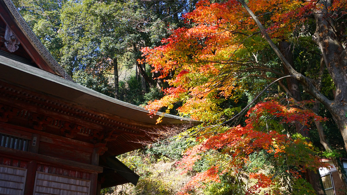 Photo of autumn leaves on the east side of the main temple of Oiwasan Bishamonten