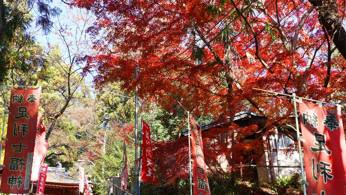 Pictures of autumn leaves near the main stone stairs of Oiwasan Bishamonten