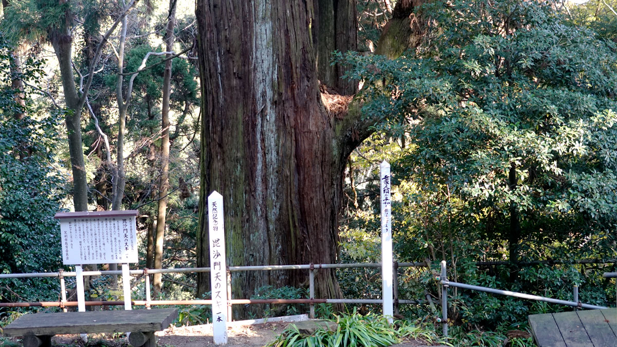 大岩山毘沙門天　御神木