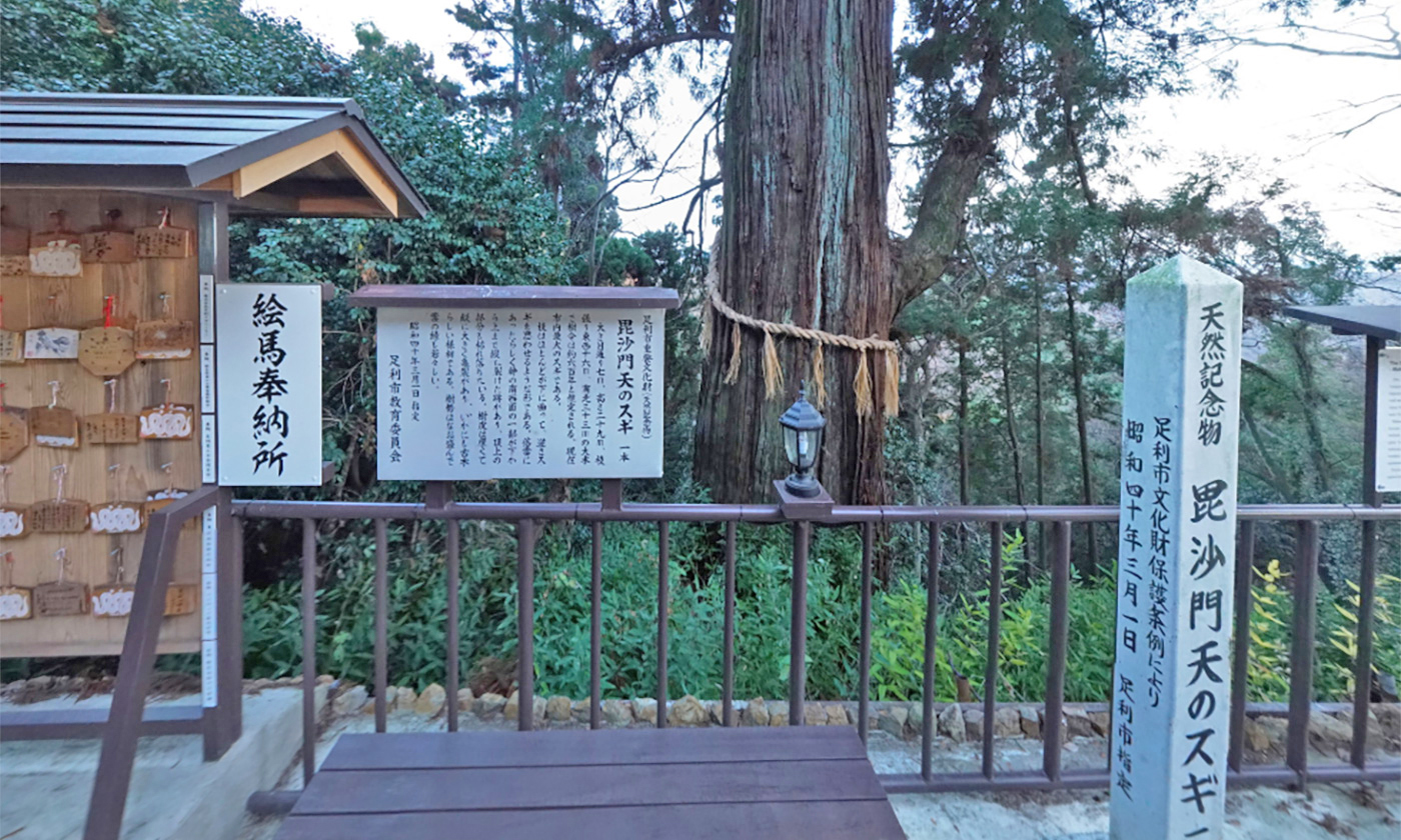 Bishamonten Sugi, sacred tree, Ashikaga City Important Cultural Property