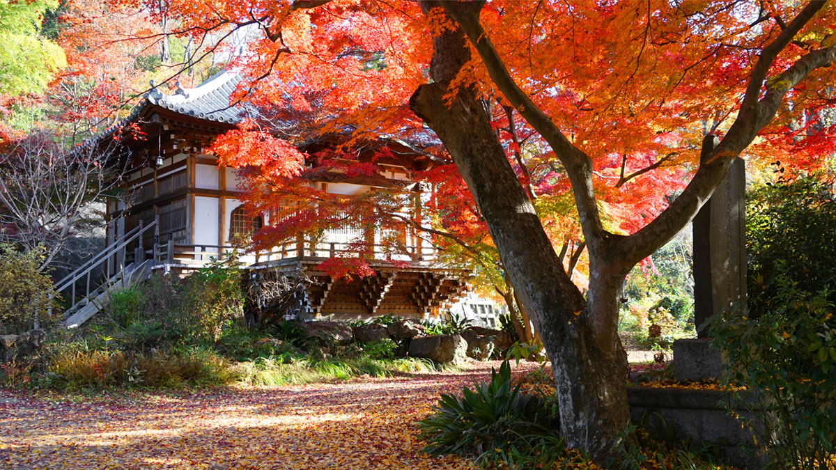 Picture of autumn leaves in diagonally right in front Saishoji-Temple-Honbo