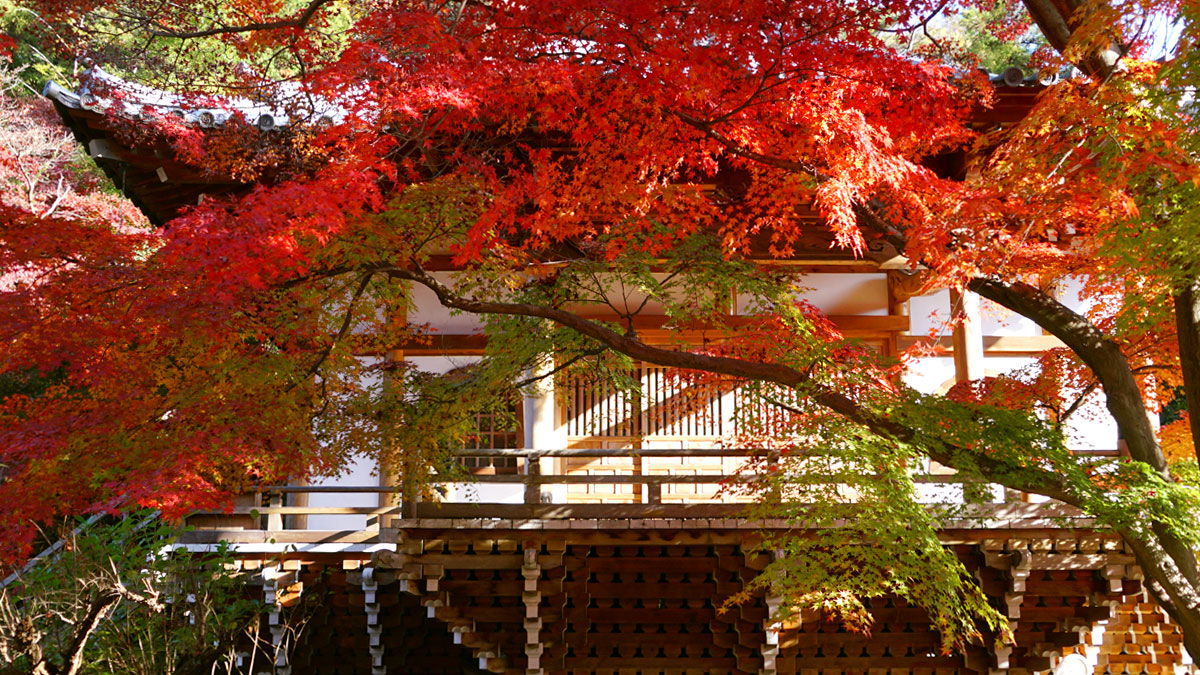 Picture of autumn leaves in front of Saishoji-Temple-Honbo