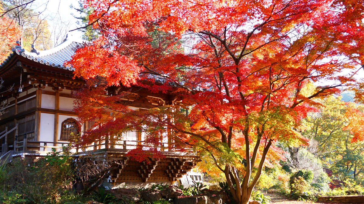 Picture of autumn leaves from the southwest side of Saishoji-Temple-Honbo