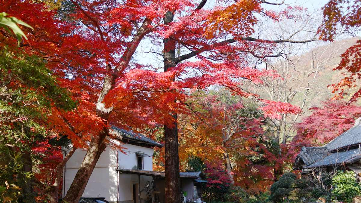 Picture of autumn leaves from the center of the precinct of Saishoji-Temple-Honbo最勝寺境内中央からの紅葉写真