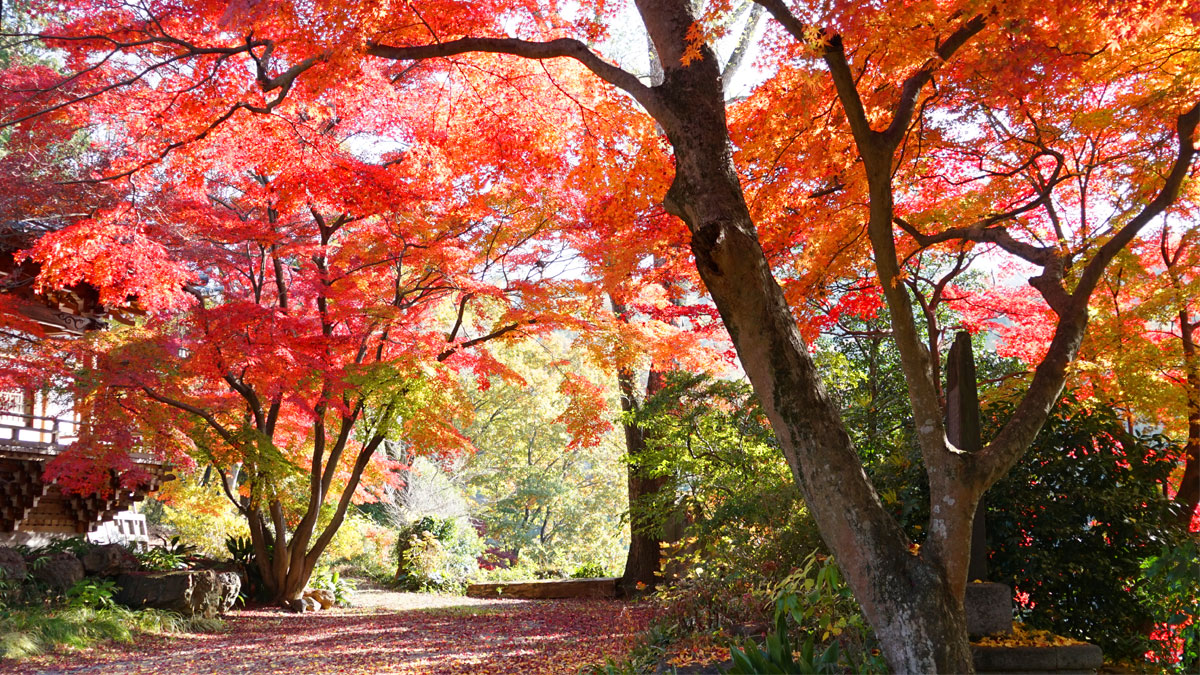 Autumn leaves in the east from in front of the main hall of Saishoji Temple