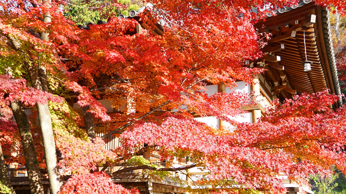 最勝寺本堂南東側からの紅葉写真