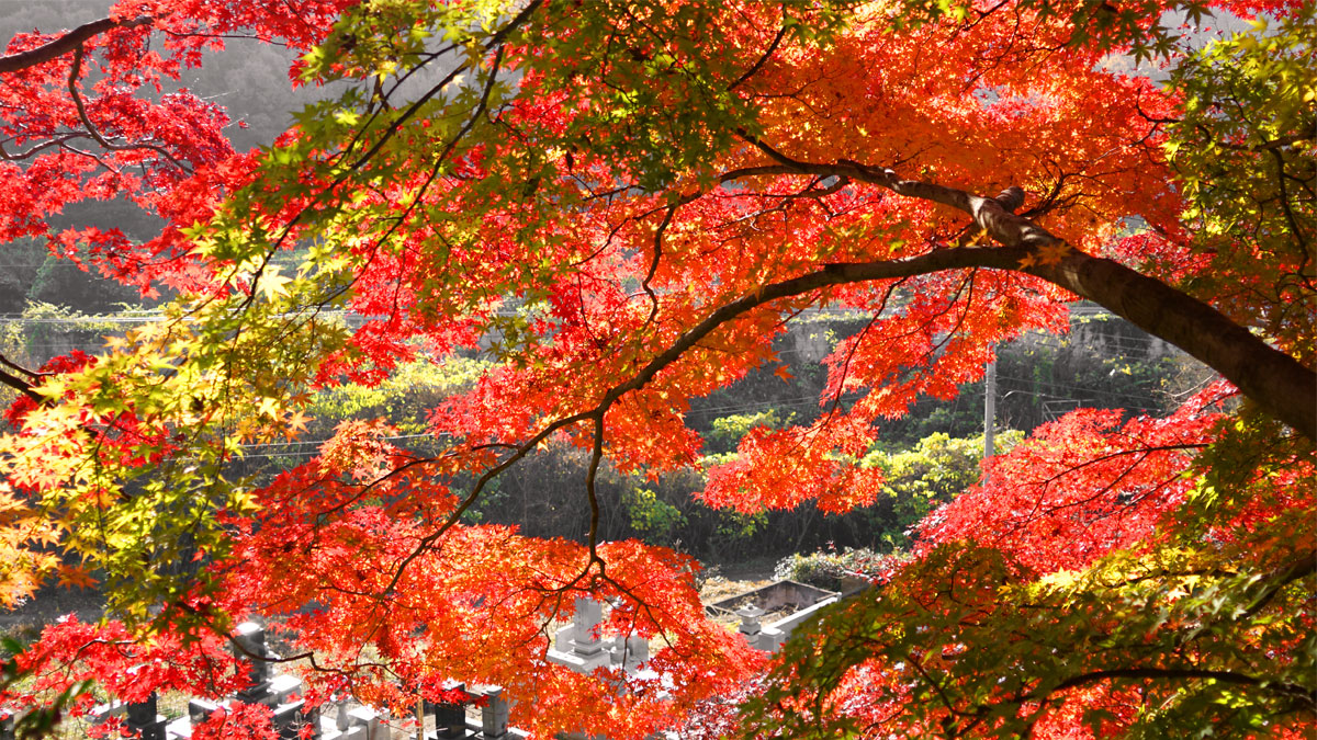 Photo of autumn leaves from the southeast side of the main hall of Saishoji Temple