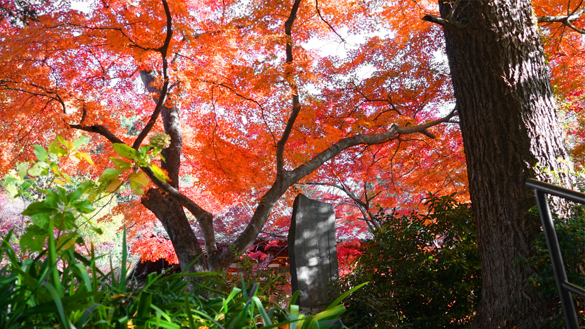 Photo of the stone monument and autumn leaves from the center of Saishoji temple grounds. 