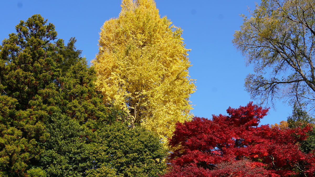 Aerial view of autumn leaves, gingko and evergreen trees from above Saishoji Temple