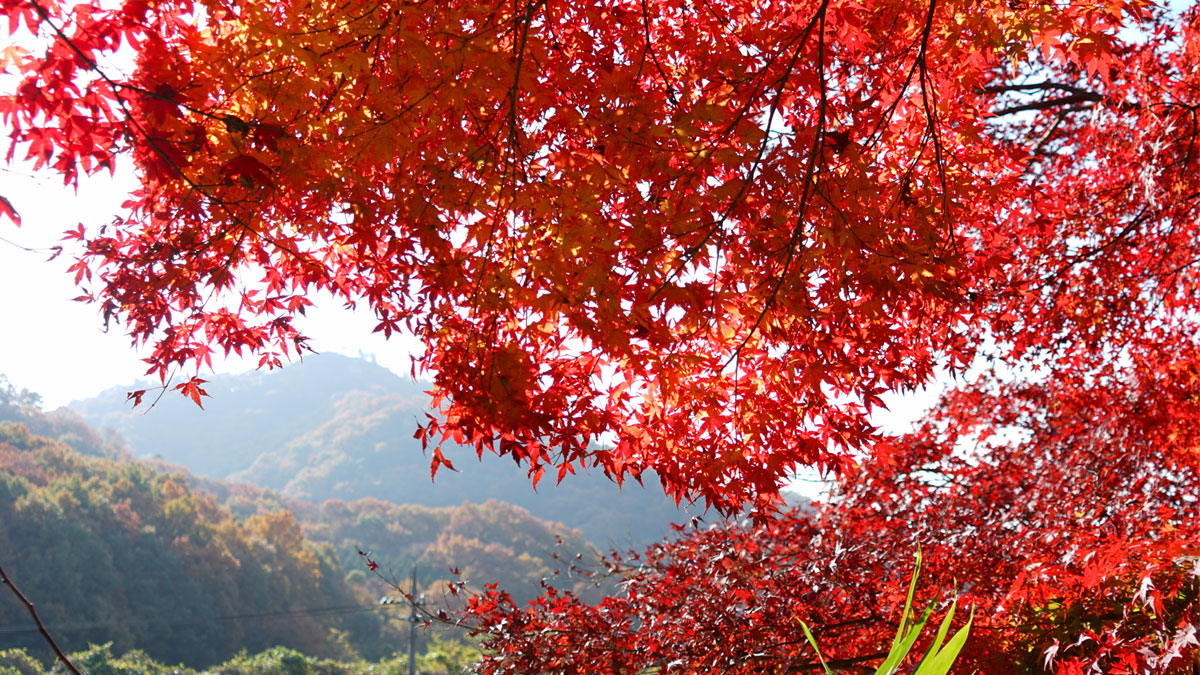 最勝寺境内から西側の大岩山を望む 紅葉写真 