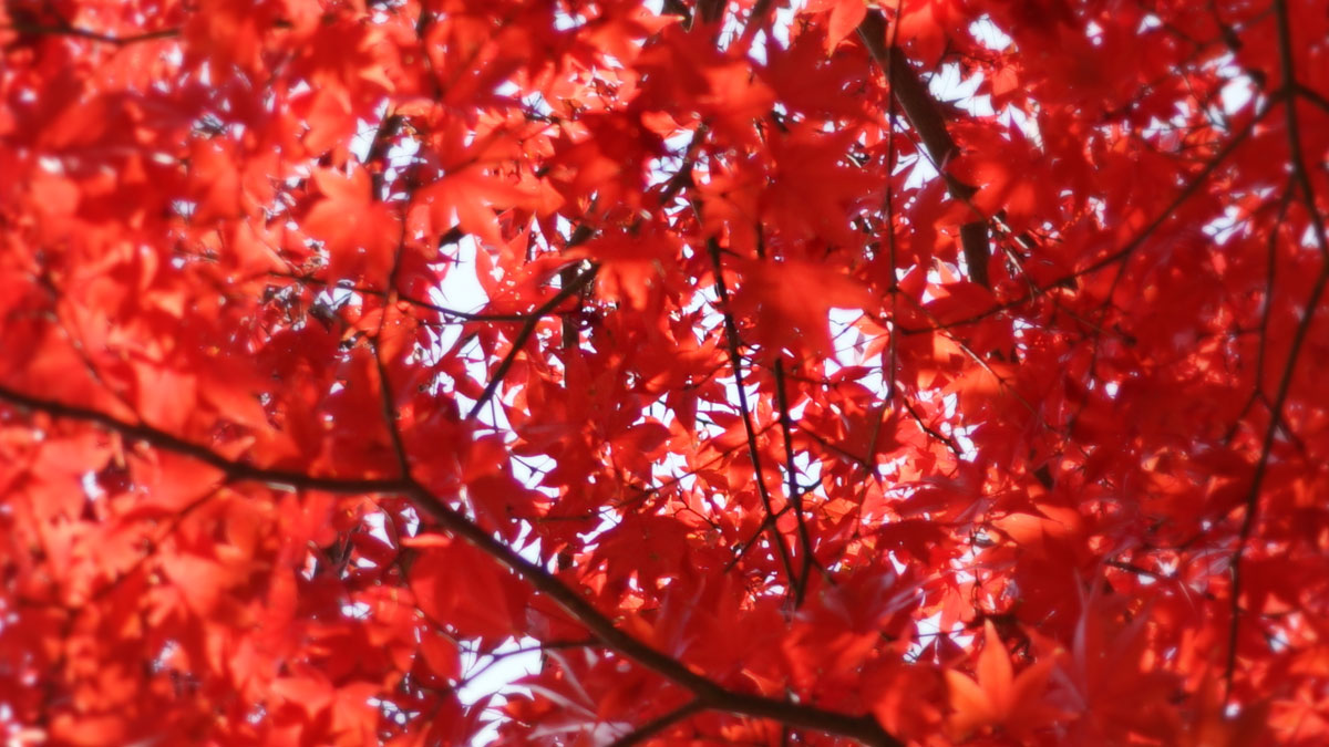 Enlarged photo of autumn leaves in Saishoji Temple precincts