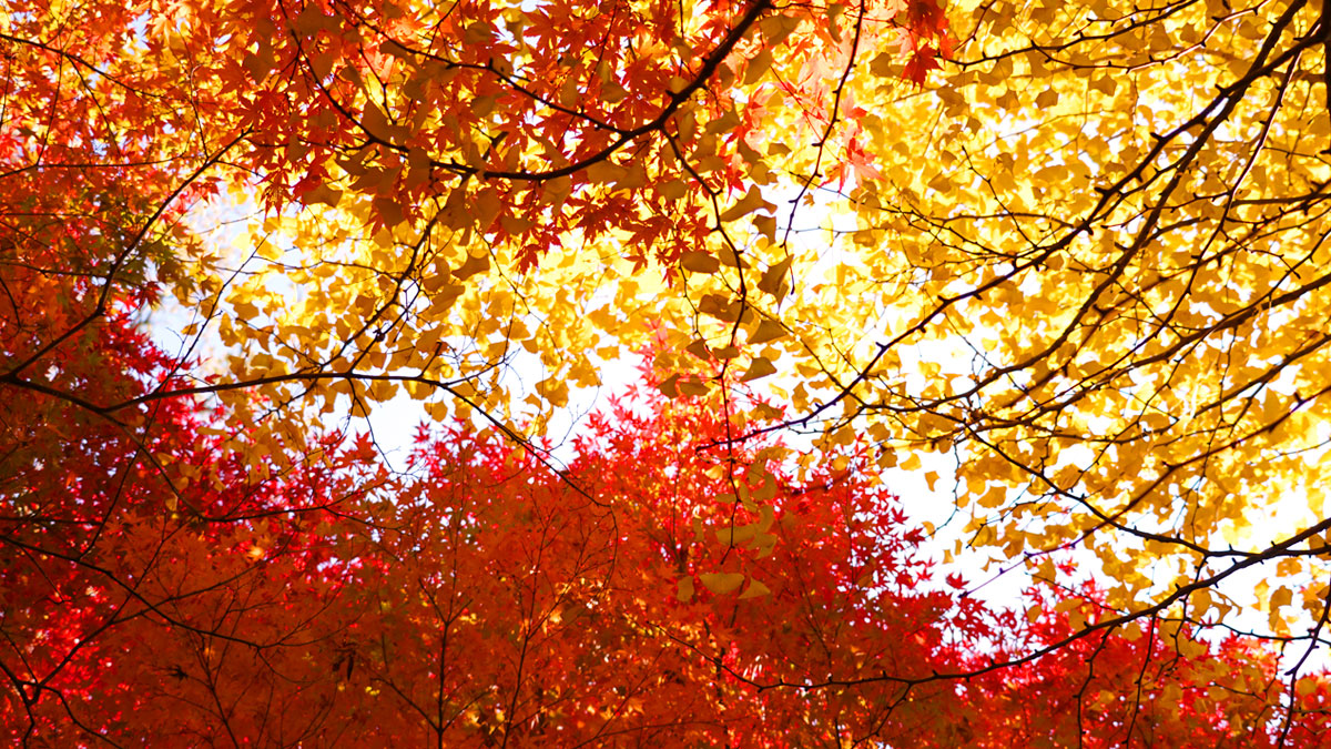 Pictures of autumn leaves and ginkgo trees in the center of the Saishoji Temple precincts.